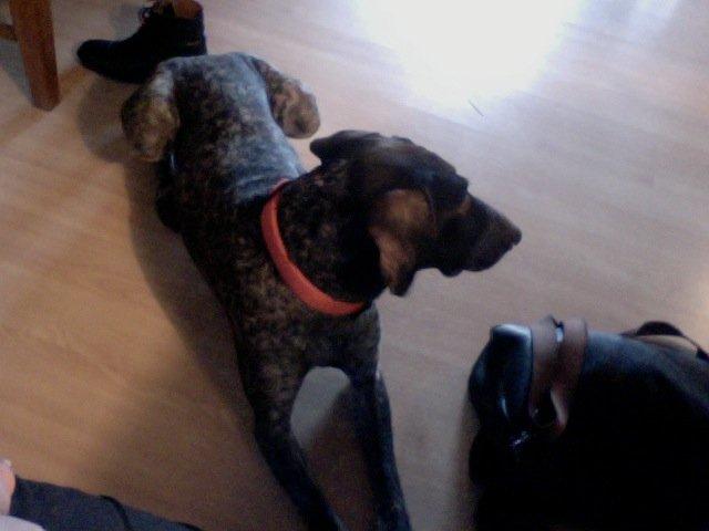 Korthåret hønsehund Yuki - Februar 2013 billede 1