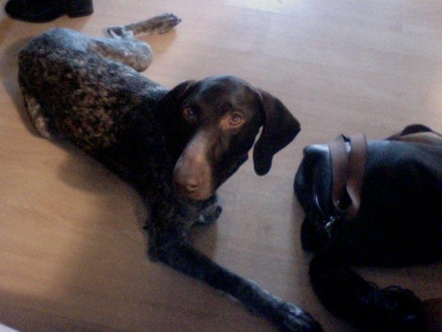 Korthåret hønsehund Yuki - Februar 2013 billede 2