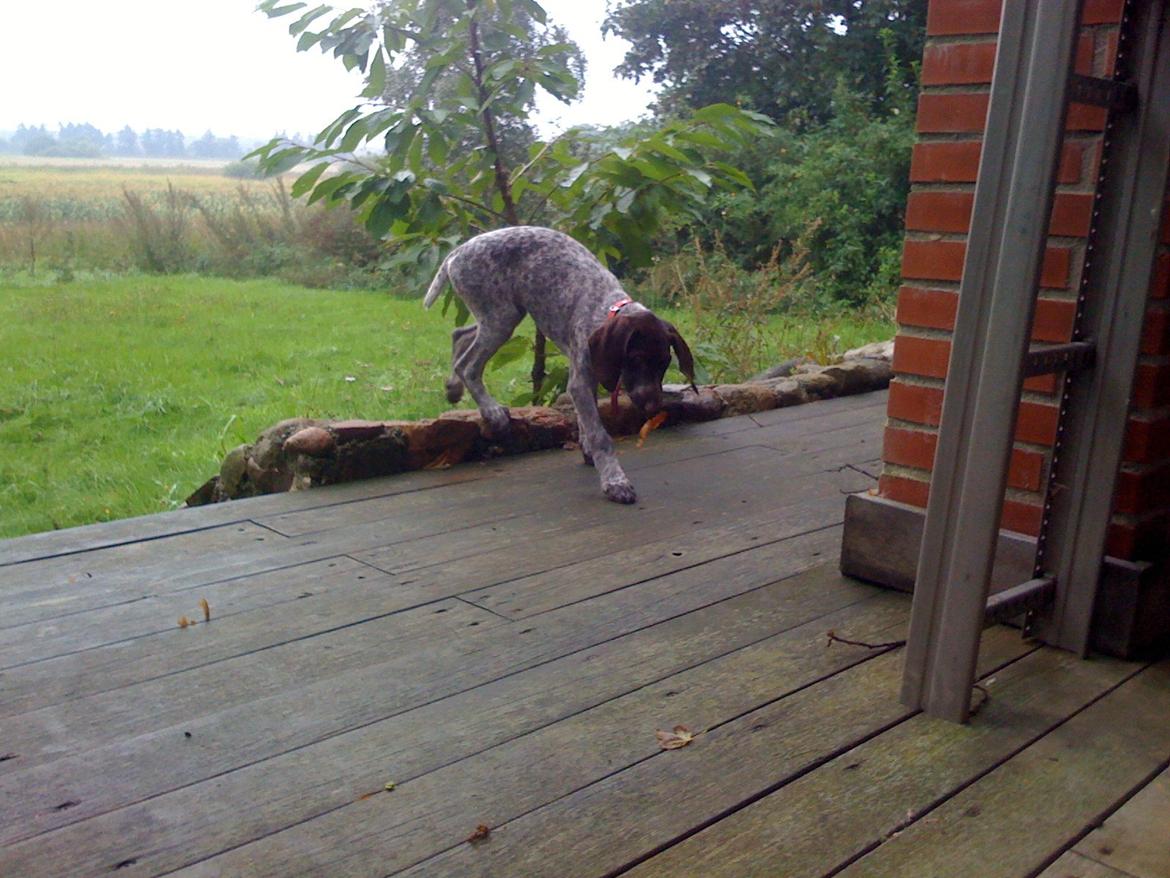 Korthåret hønsehund Yuki - 2010 billede 3