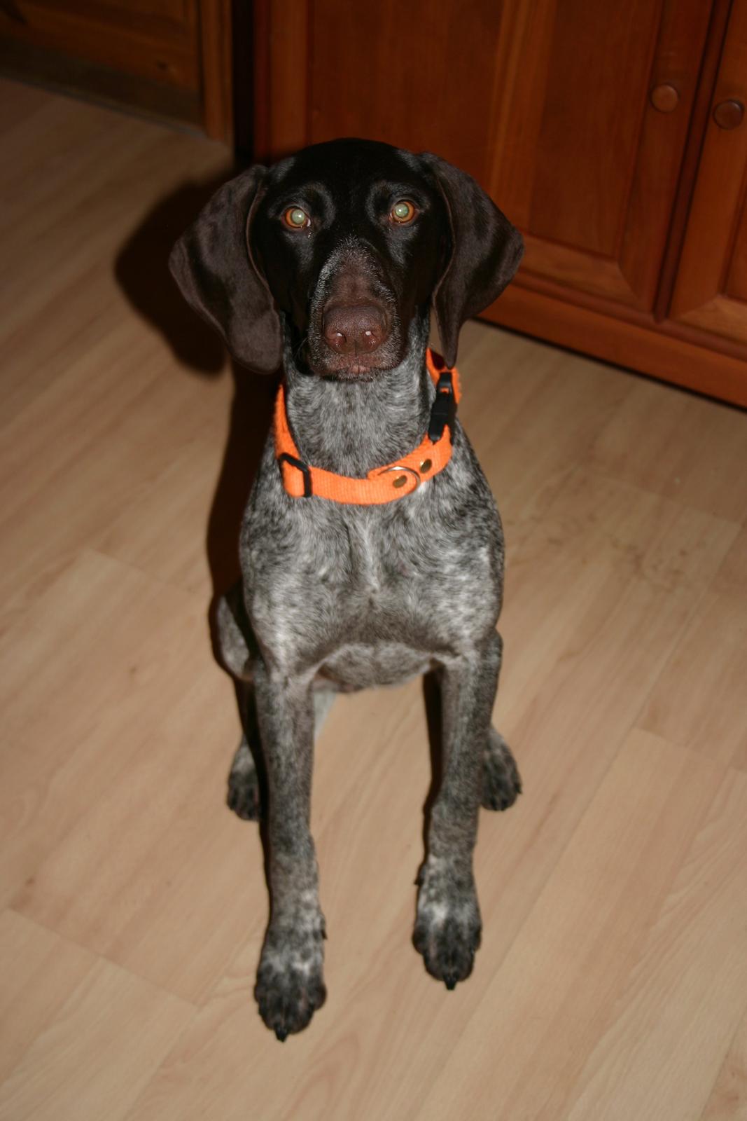 Korthåret hønsehund Yuki - 2011 billede 4