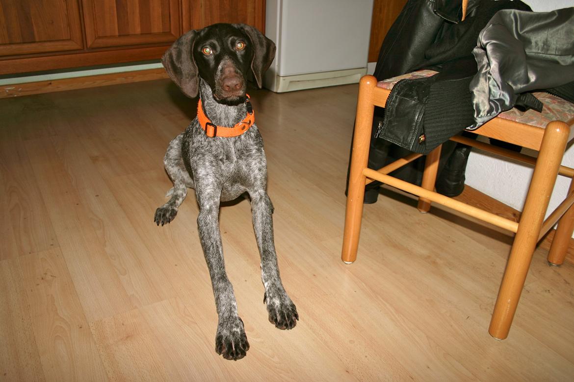 Korthåret hønsehund Yuki - 2011 billede 5