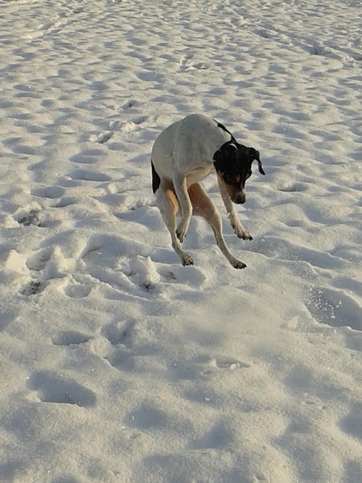 Dansk svensk gaardhund Freja - Woouuu..Jeg elsker at lege i sne! billede 12