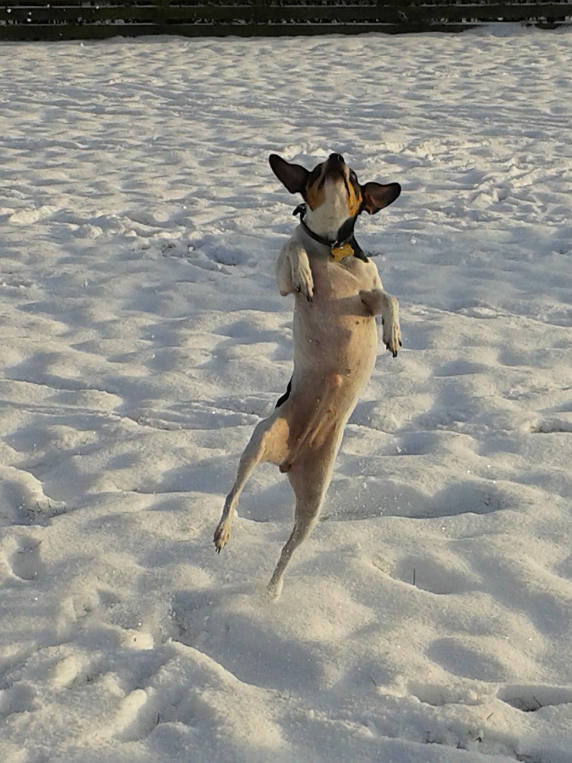 Dansk svensk gaardhund Freja - Jeg springer høøjt!<3 billede 11