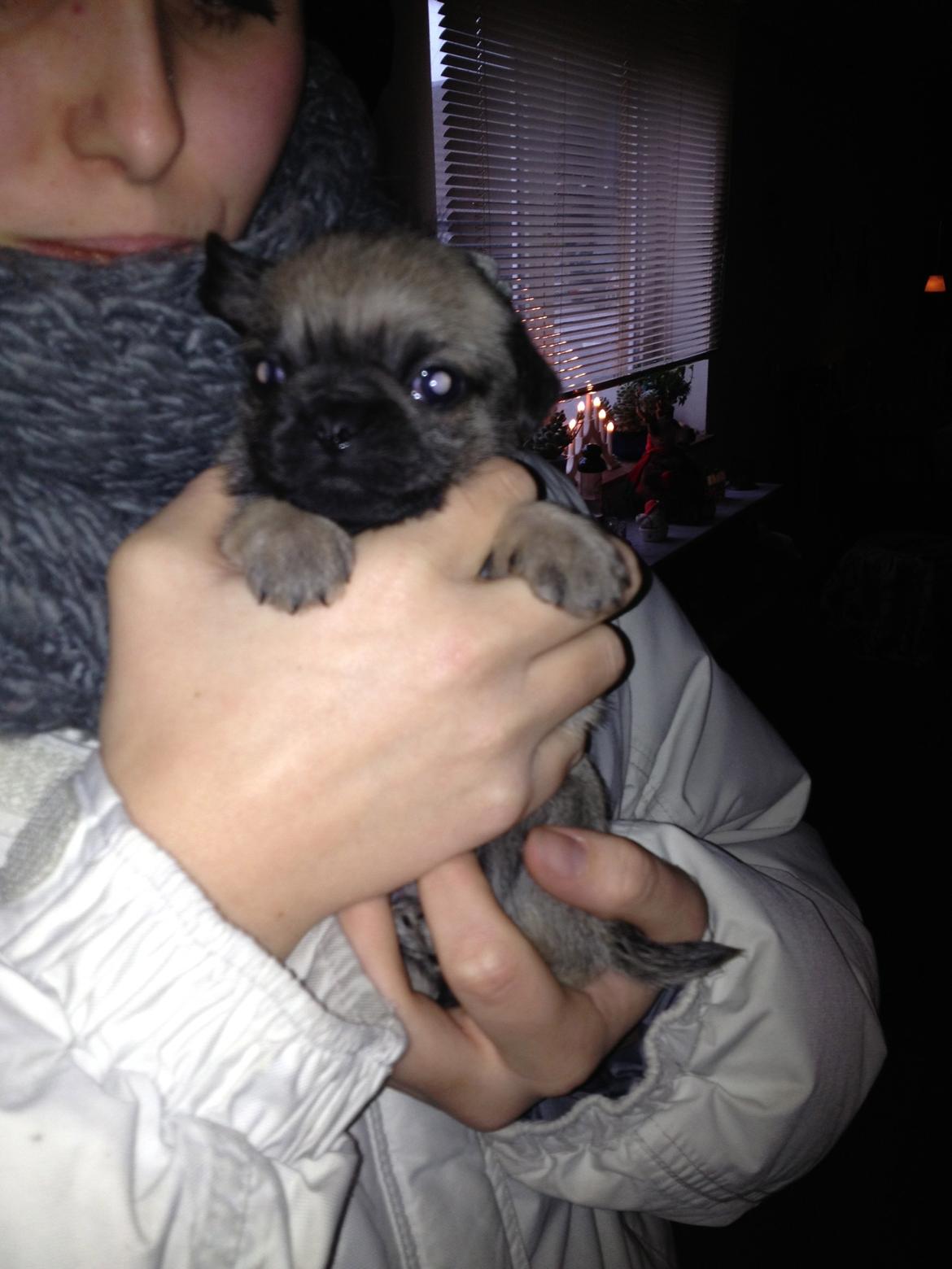 Blanding af racer Bella - Første gang jeg mødt hende billede 2