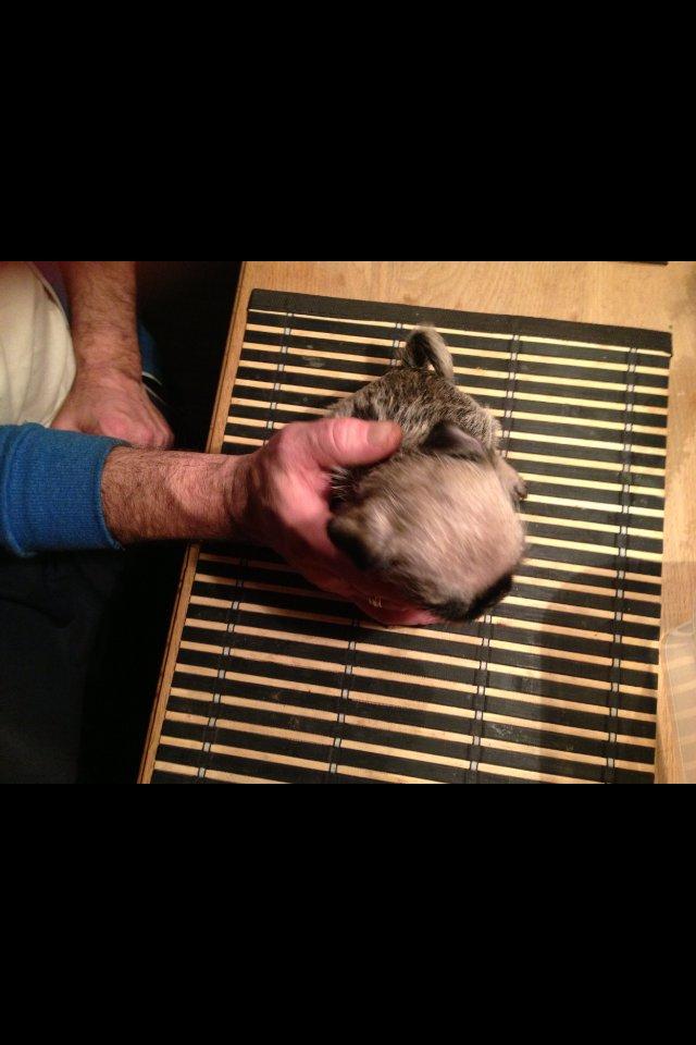 Blanding af racer Bella - Bella 6 uger gammel billede 4