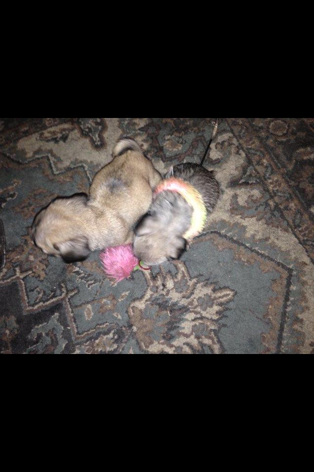 Blanding af racer Bella - Bella og hendes bror der leger med katte legetøj. billede 5