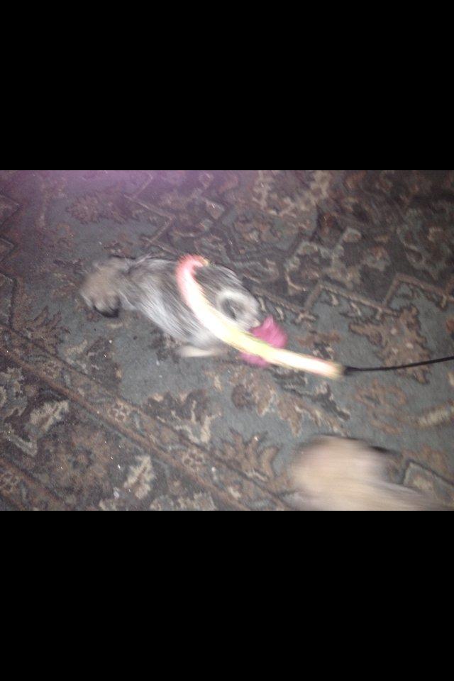 Blanding af racer Bella - Bella der leger med katte legetøj billede 6