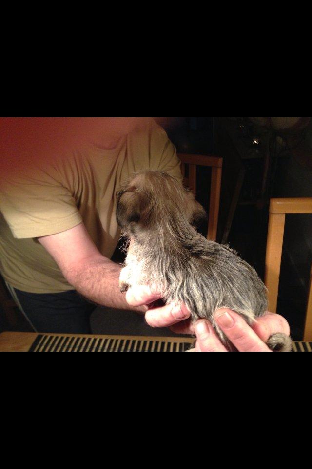 Blanding af racer Bella - Bella 7 uger. billede 7