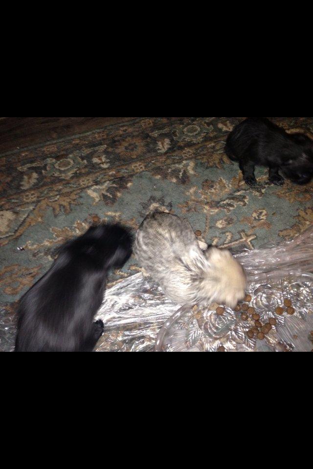 Blanding af racer Bella - Bella og hendes brødre. billede 8