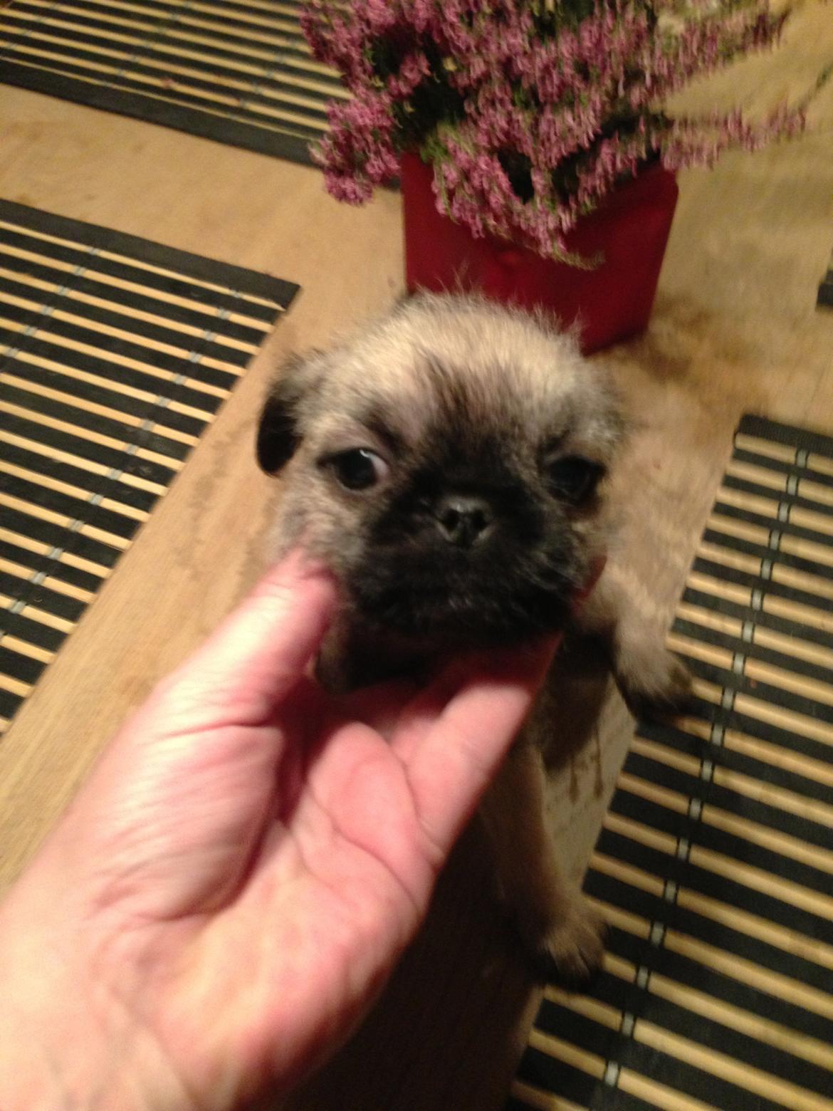 Blanding af racer Bella - Bella næsten 8 uger. billede 9