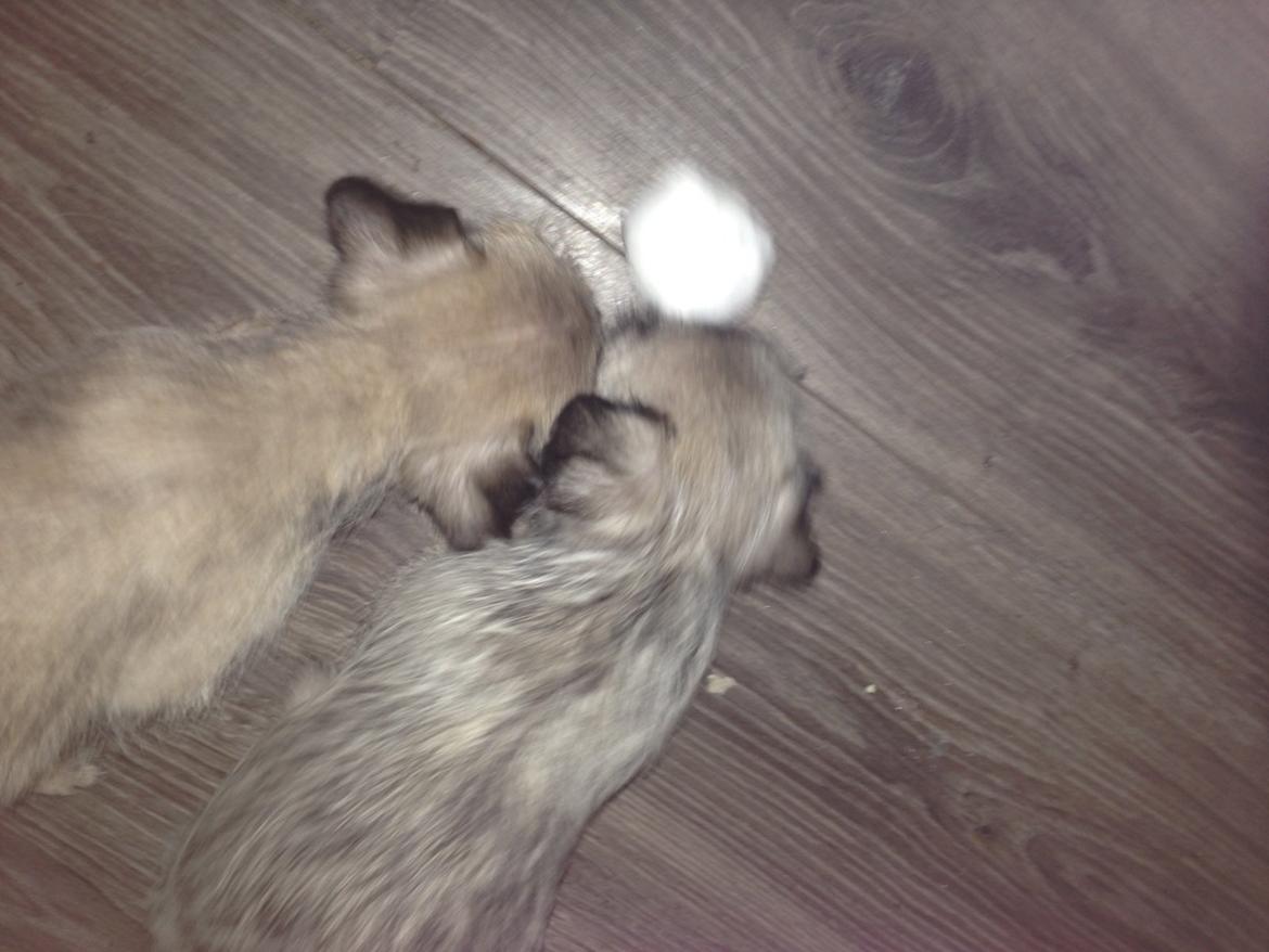 Blanding af racer Bella - Bella og hendes bror leger med snebold. billede 10