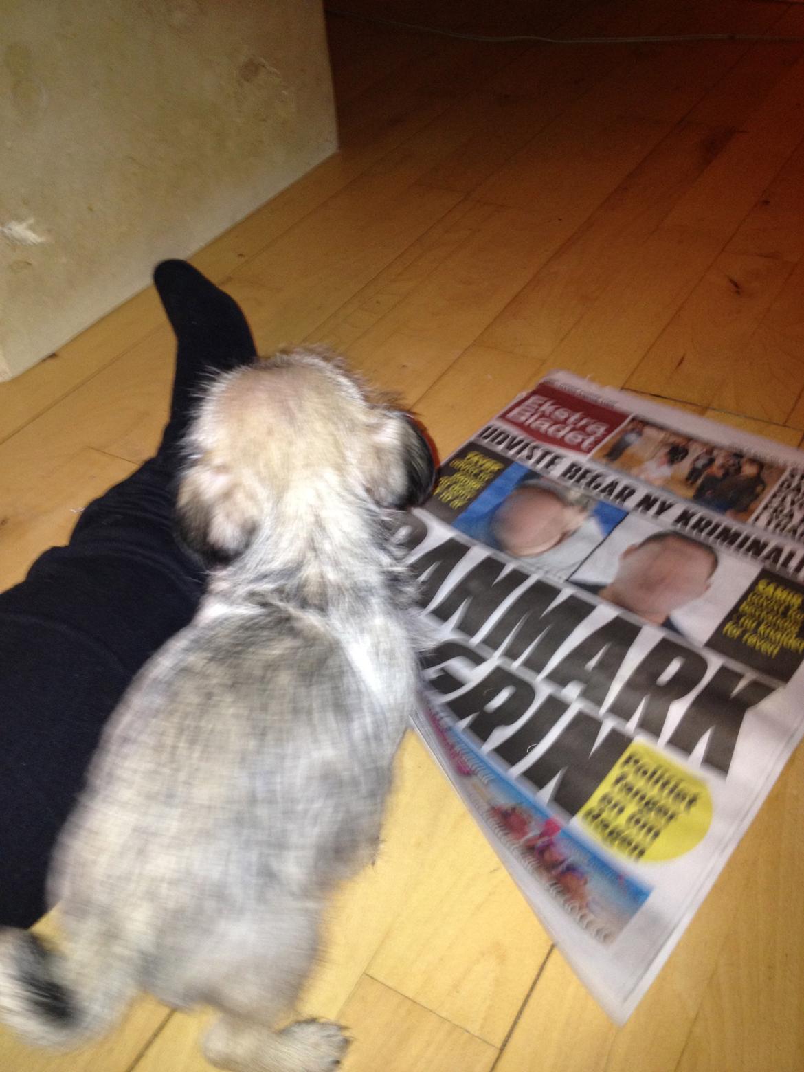 Blanding af racer Bella - Bella stikker af med forsiden af avisen. billede 13