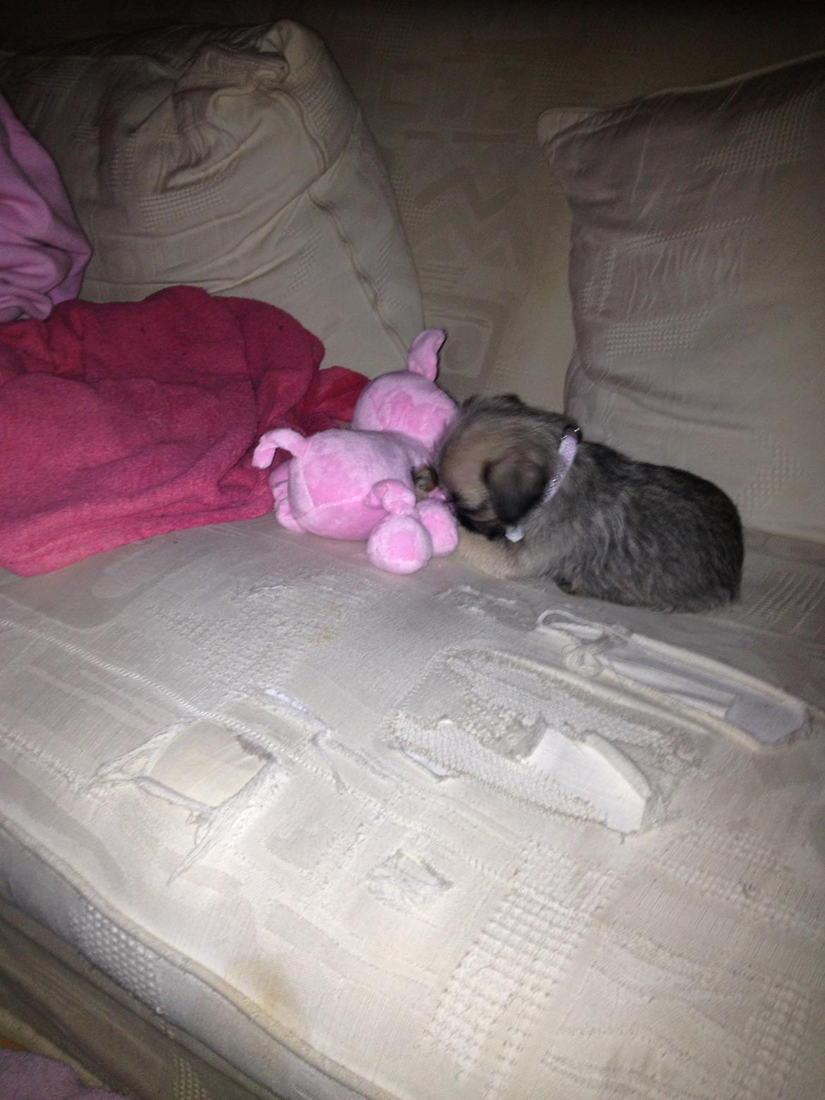 Blanding af racer Bella - Bella og hendes ynglings legetøj, Hr. Øf'gris. billede 14