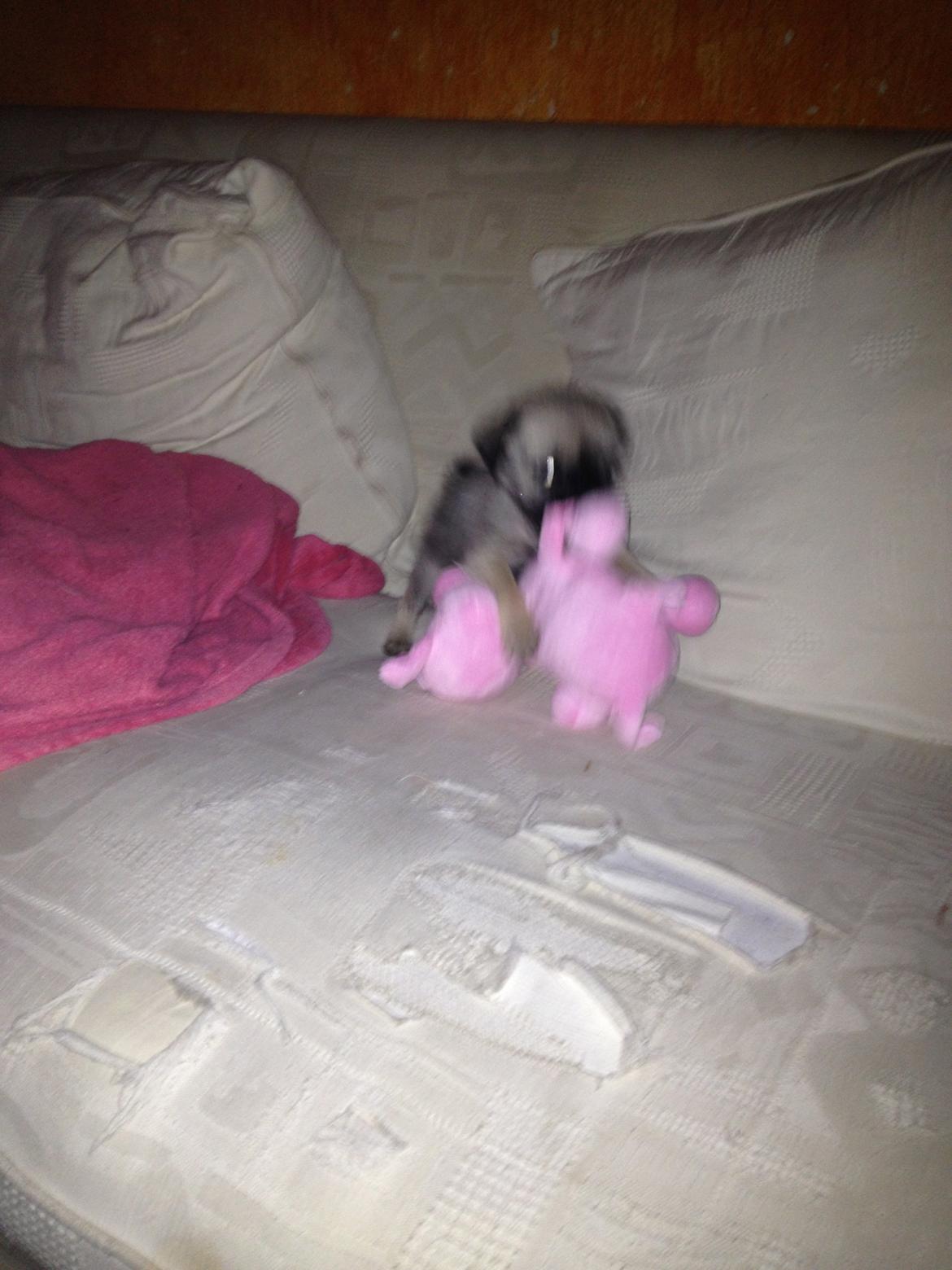 Blanding af racer Bella - Hr. Øf'gris er den bedste. billede 15