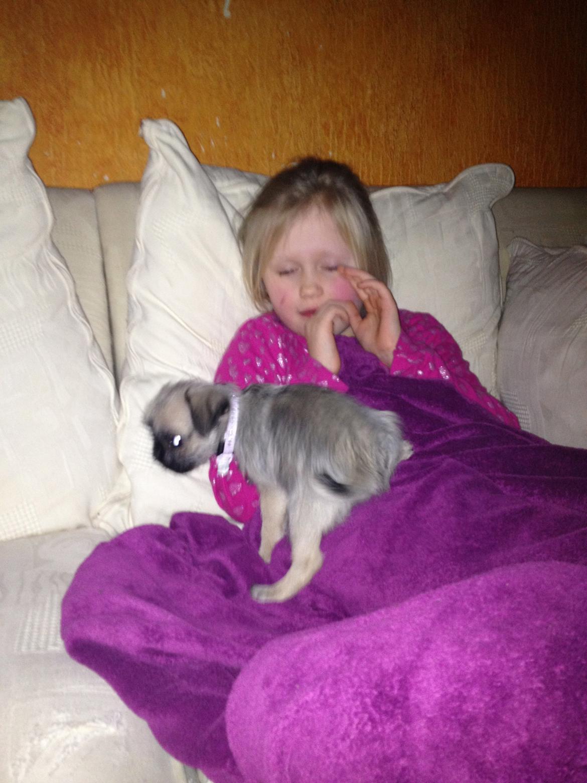 Blanding af racer Bella - Bella kan godt blive lidt for legesyg. ;) billede 16