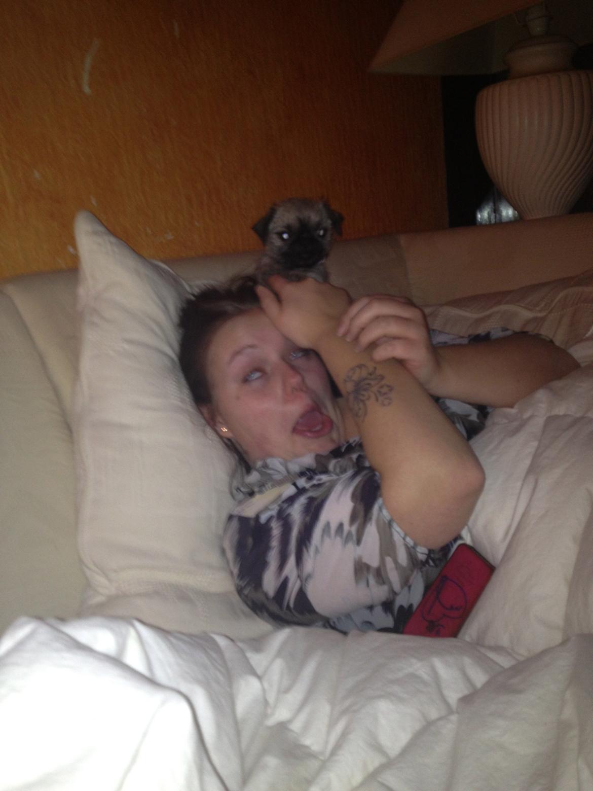 Blanding af racer Bella - Fenris ulven spiser hår. ;) billede 19