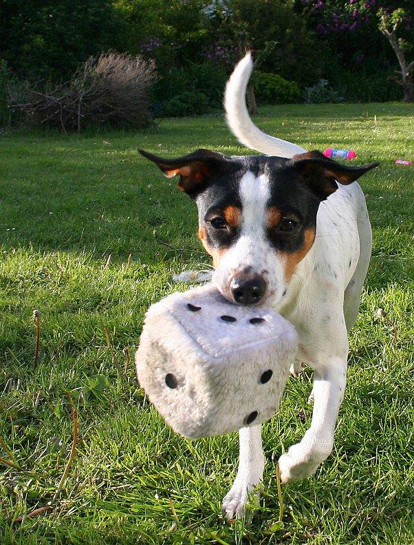 Dansk svensk gaardhund Zappa billede 2