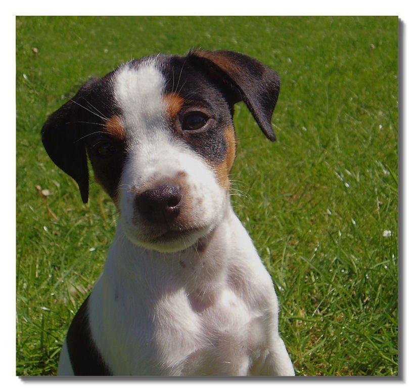 Dansk svensk gaardhund Zappa billede 3