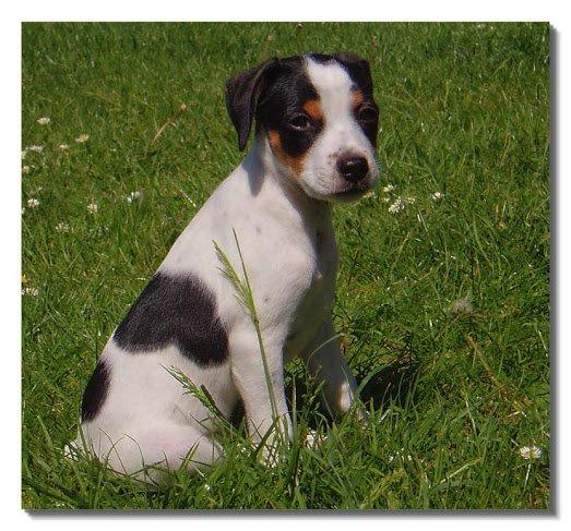 Dansk svensk gaardhund Zappa billede 1