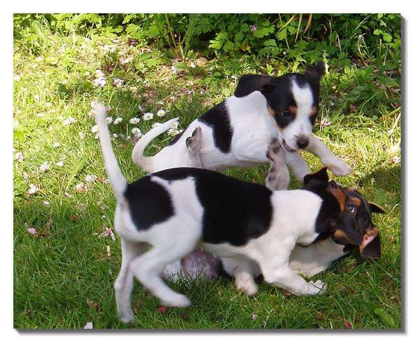 Dansk svensk gaardhund Zappa billede 4