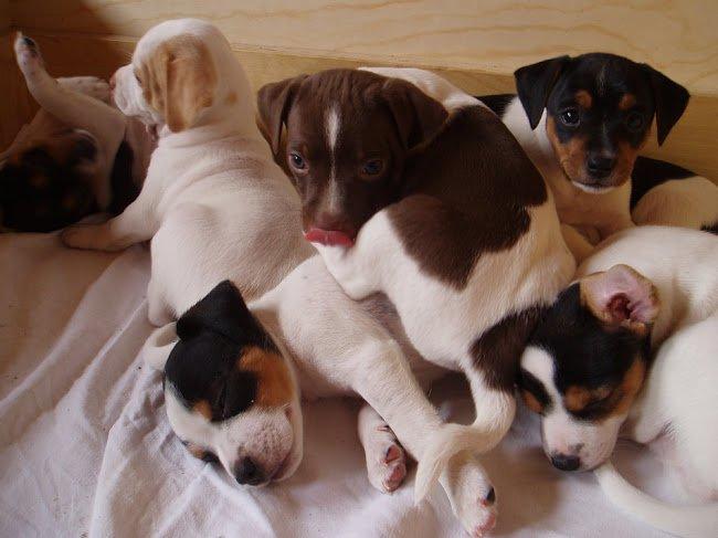 Dansk svensk gaardhund Zappa billede 5