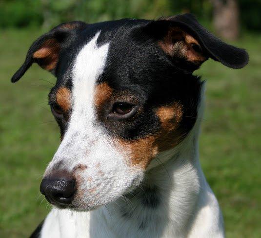 Dansk svensk gaardhund Zappa billede 6