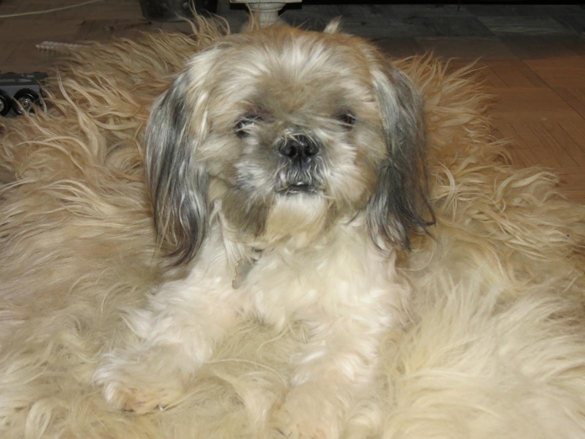 Shih tzu Max billede 5