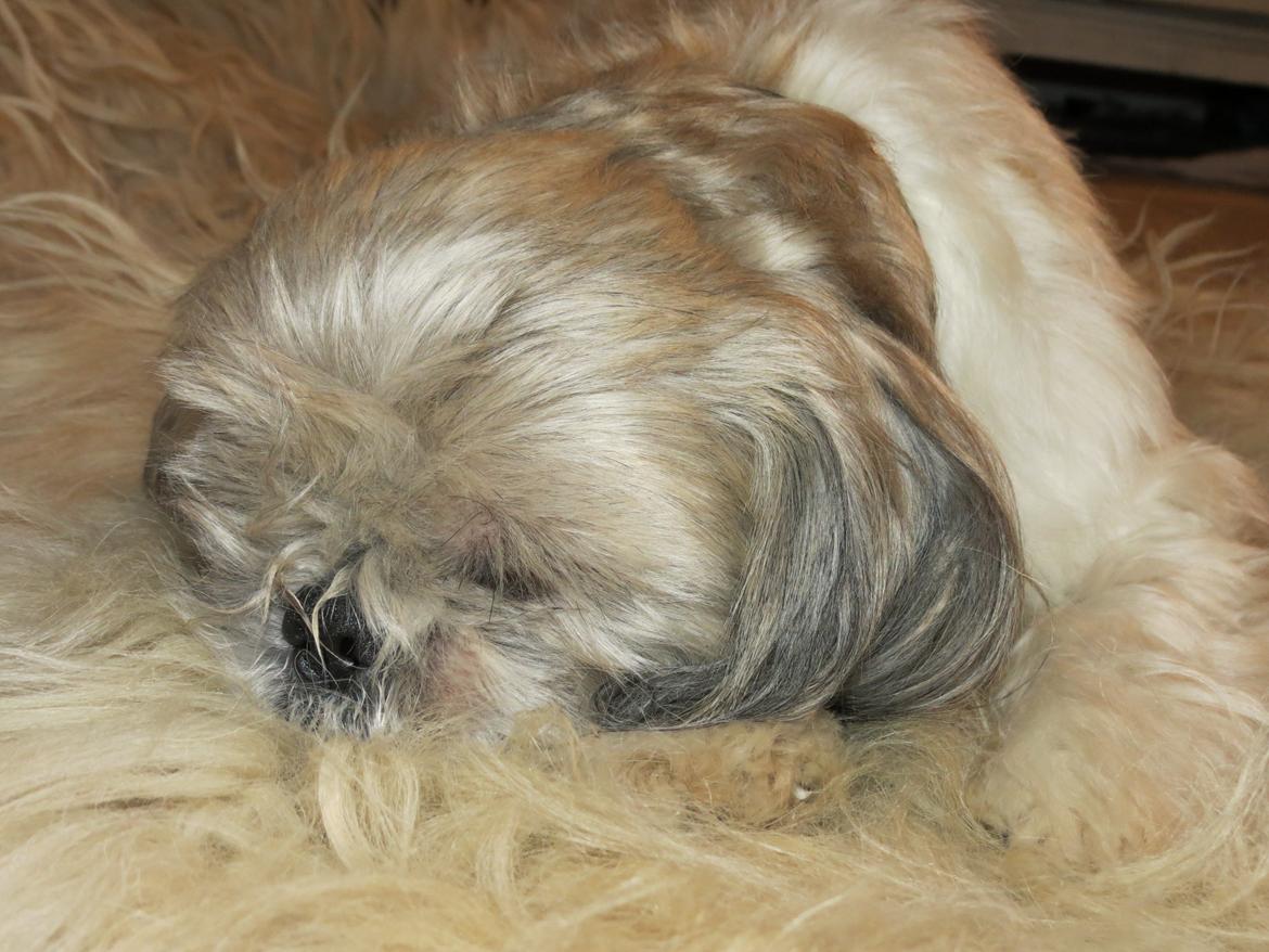 Shih tzu Max billede 4