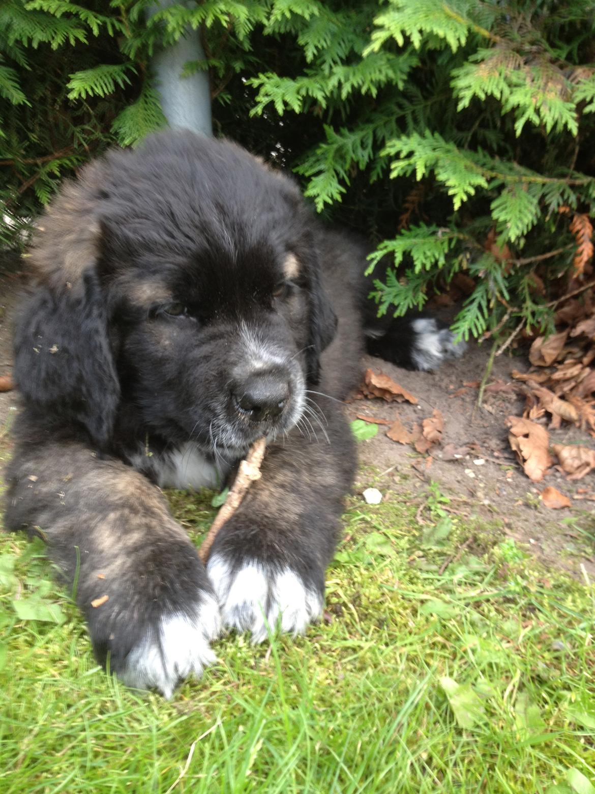 Blanding af racer Frede billede 1