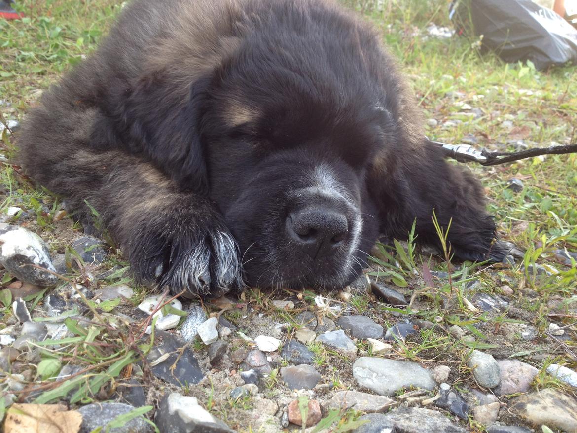 Blanding af racer Frede billede 2