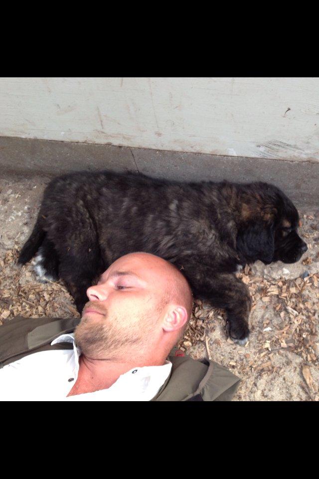 Blanding af racer Frede billede 3