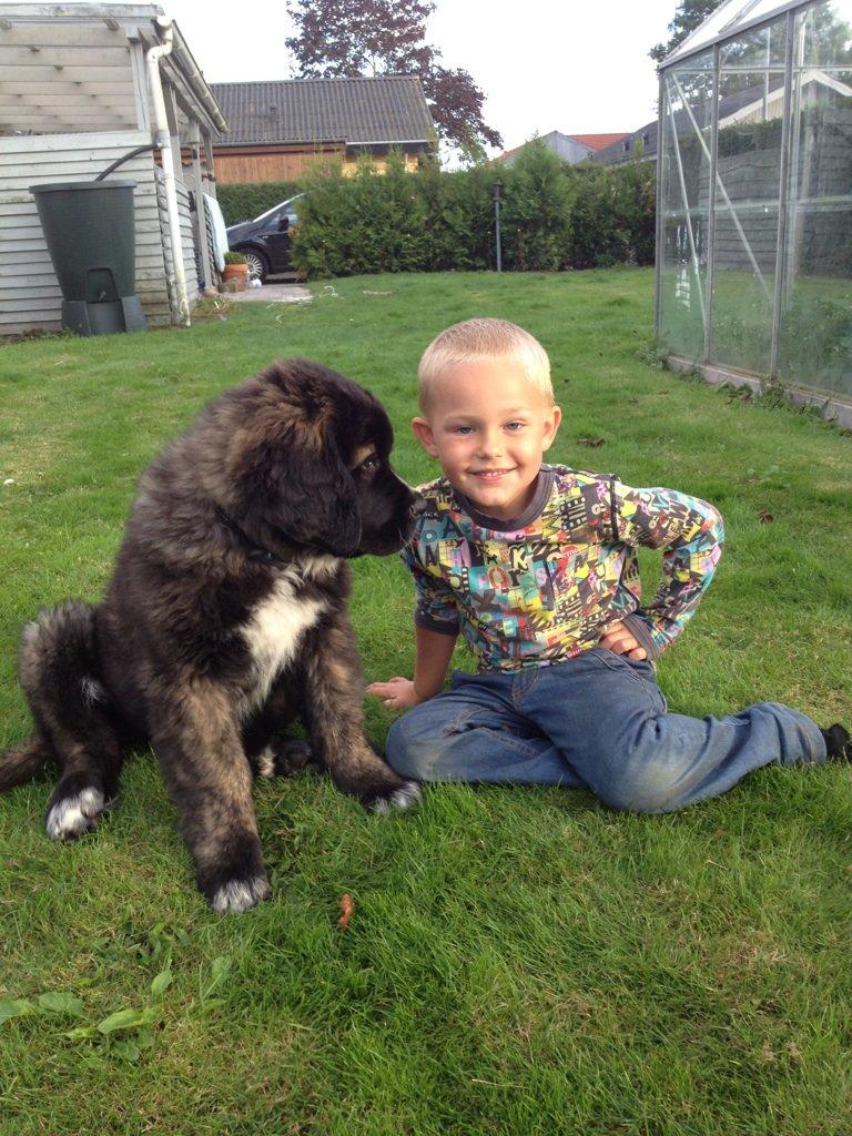 Blanding af racer Frede billede 6