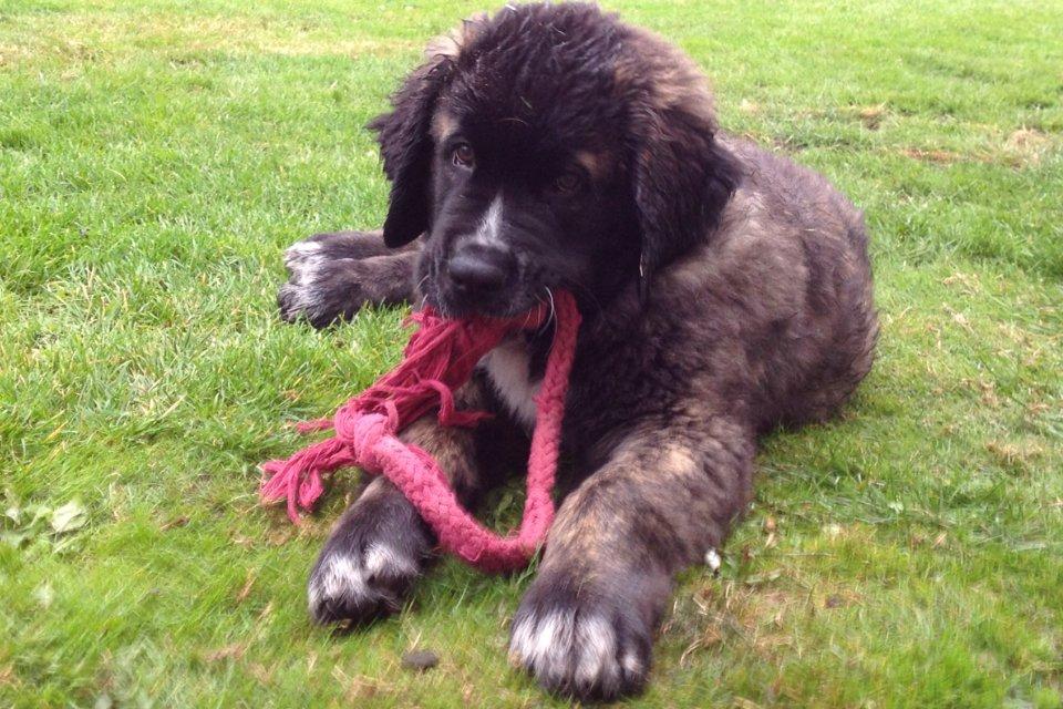 Blanding af racer Frede billede 4