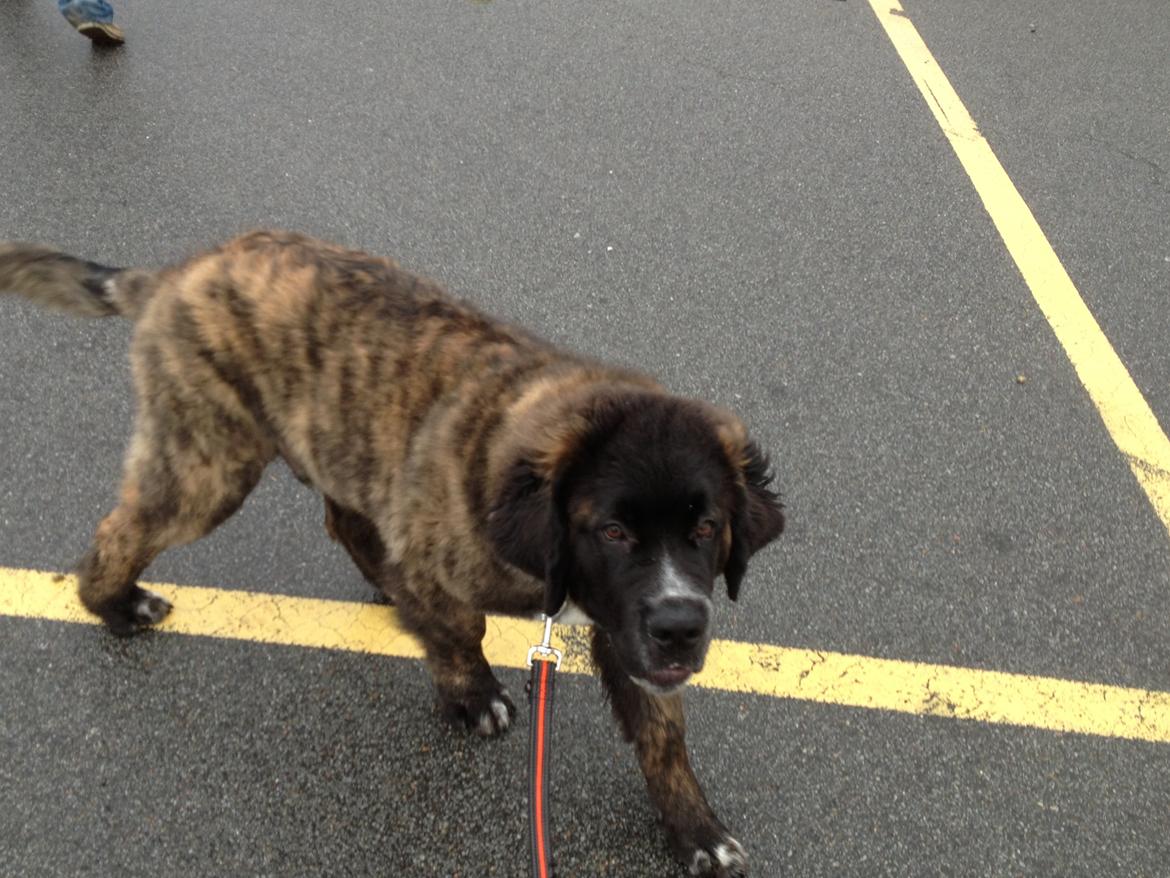 Blanding af racer Frede billede 7