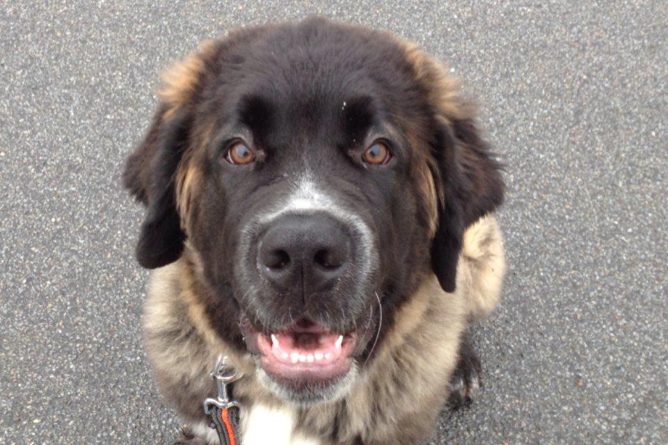 Blanding af racer Frede billede 8