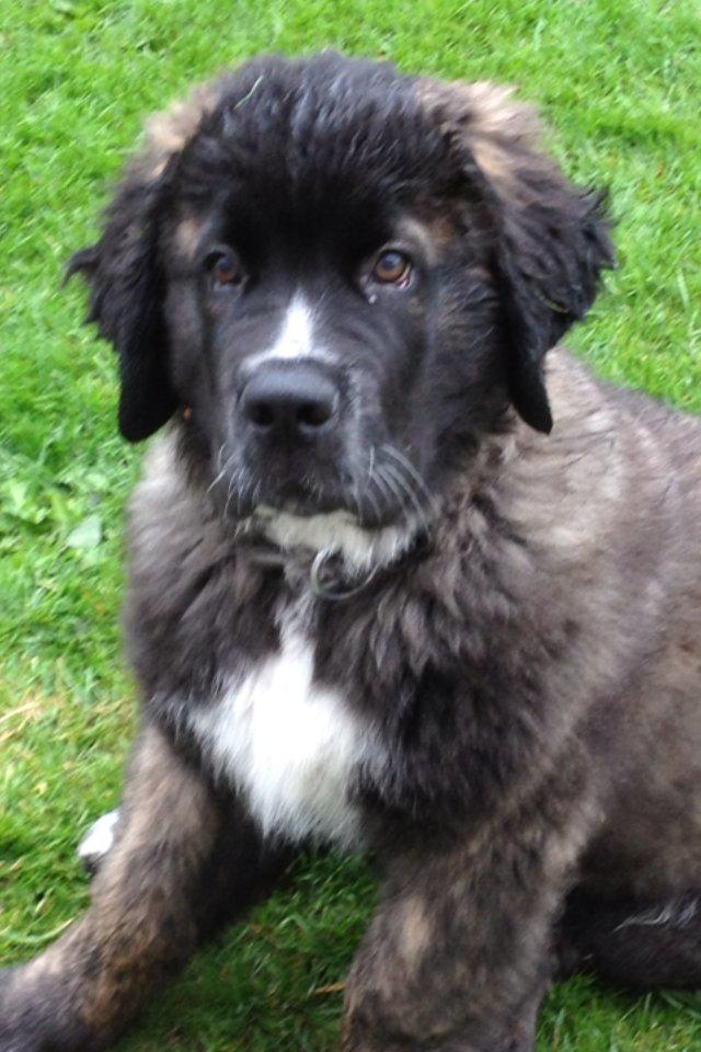 Blanding af racer Frede billede 5