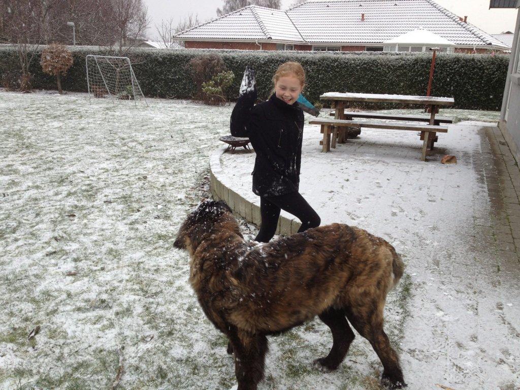 Blanding af racer Frede billede 10