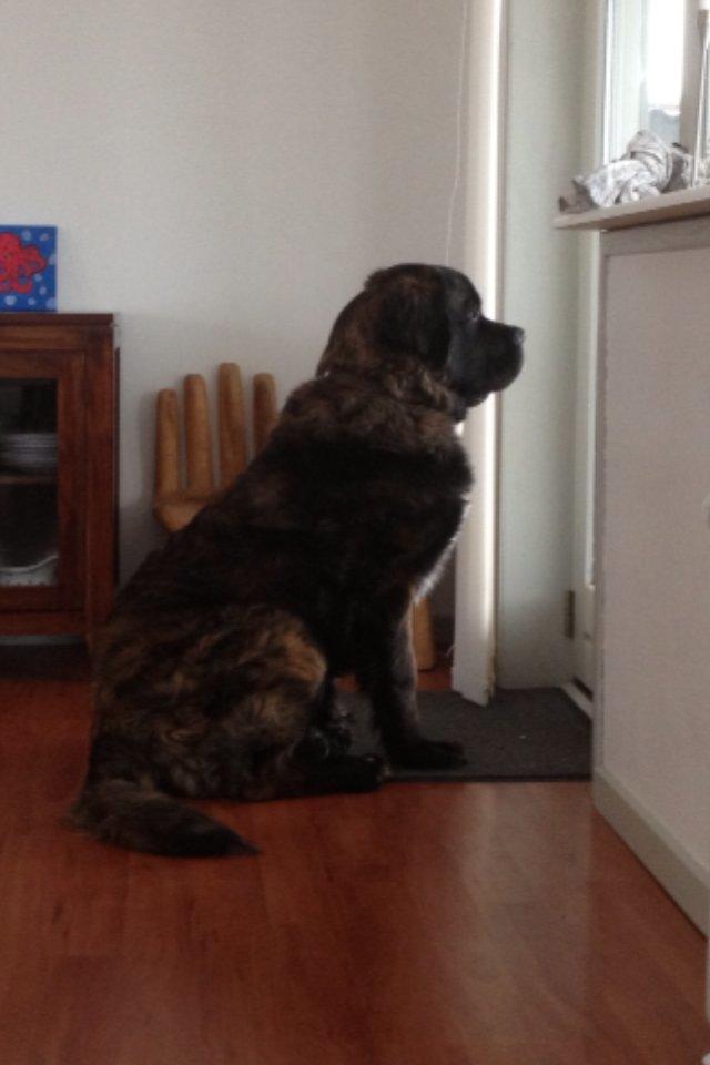 Blanding af racer Frede billede 11