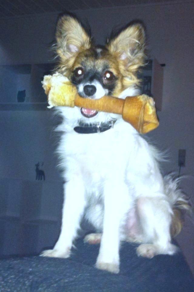 Papillon Mini billede 1