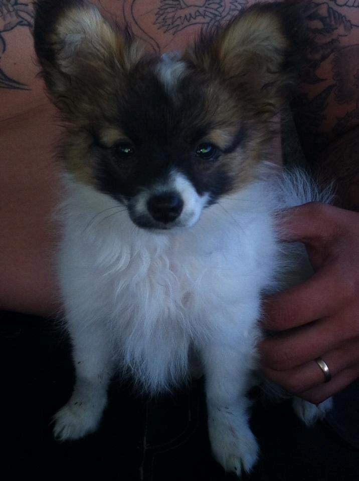 Papillon Mini billede 2