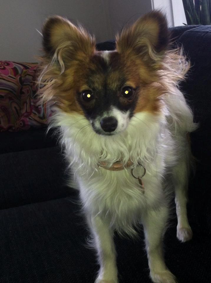 Papillon Mini billede 3