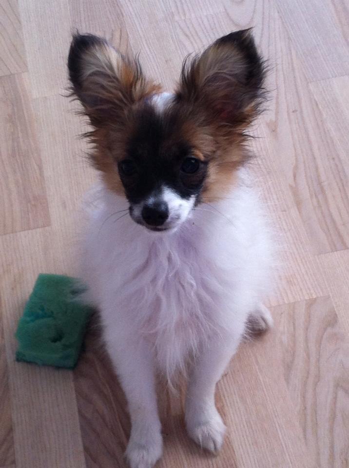 Papillon Mini billede 4