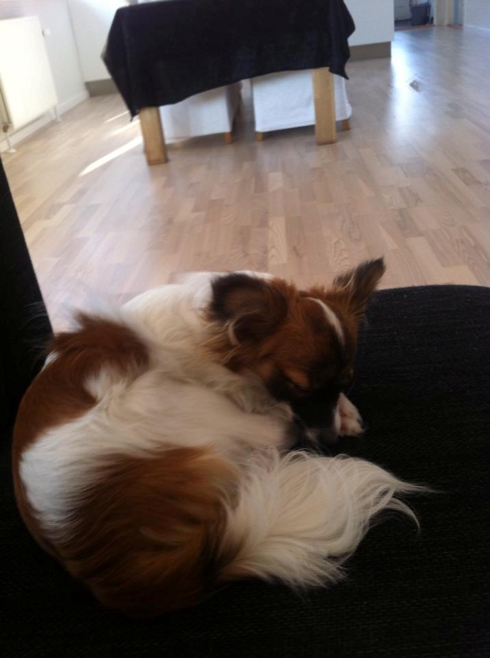 Papillon Mini billede 5