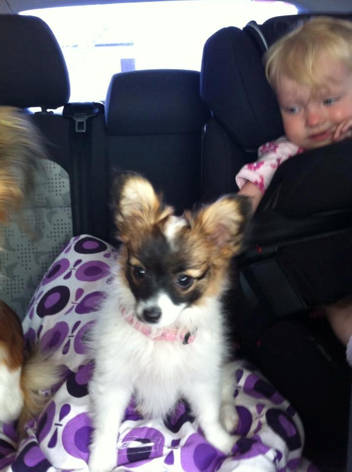 Papillon Mini billede 6