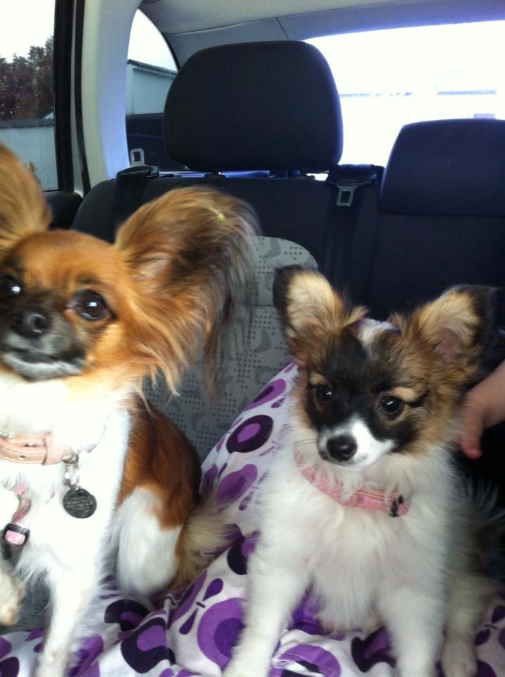 Papillon Mini billede 7