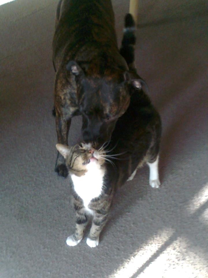 Amerikansk staffordshire terrier Sofie - lille-ib og sofie de bedste lege kammerater billede 3