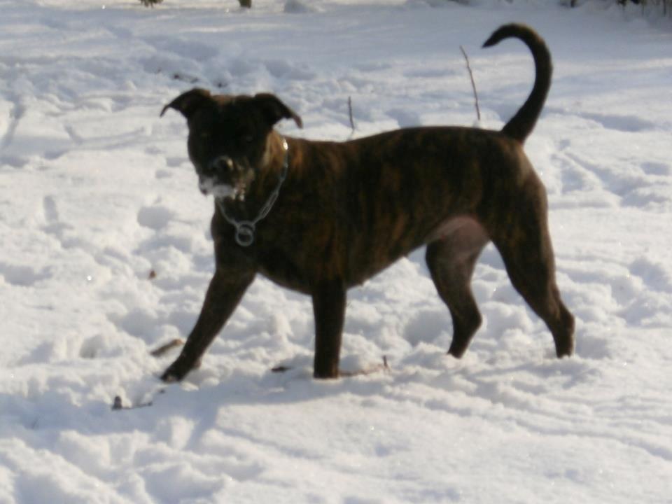 Amerikansk staffordshire terrier Sofie - hun elsker sne billede 2