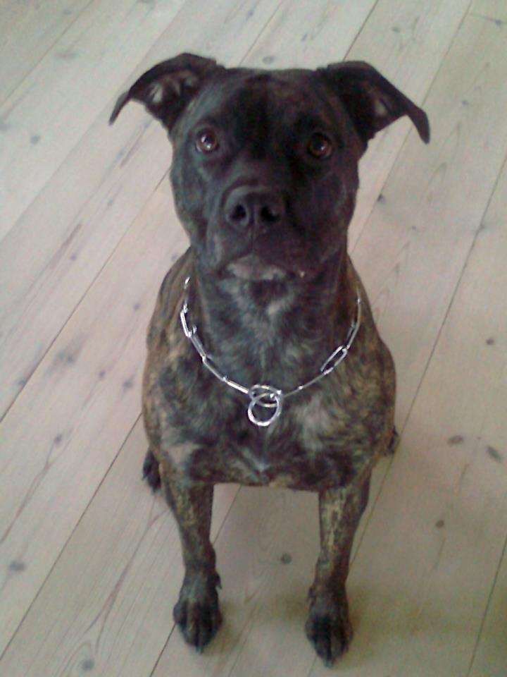 Amerikansk staffordshire terrier Sofie - sofie 4 år billede 1