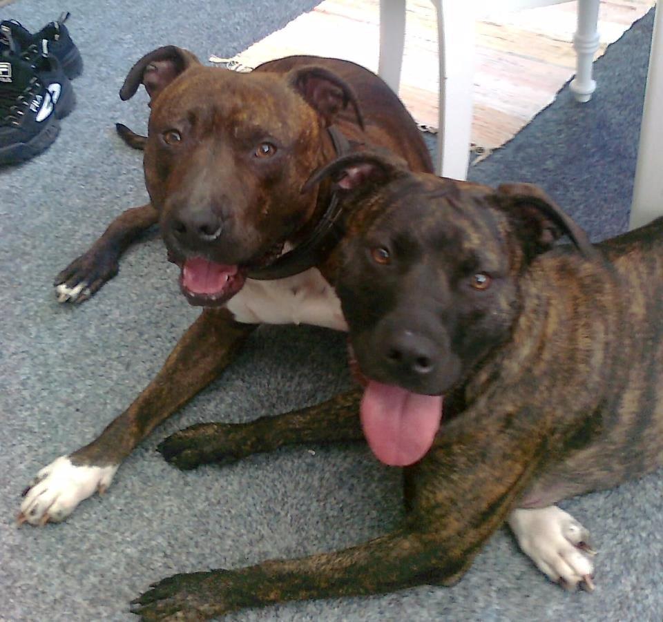 Amerikansk staffordshire terrier Sofie billede 7