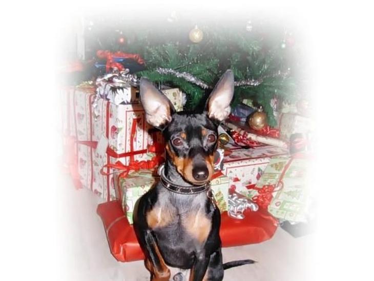 Dvaergpinscher Rødkildes Lucka - Lucka juleaften ;) billede 1